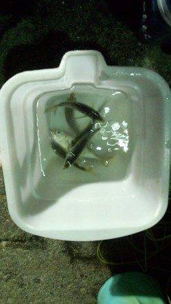 田ノ浦漁港内の常夜灯下にてアジング、4打数6バラシ