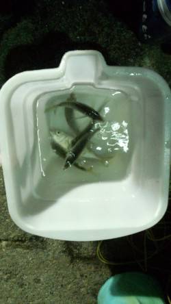 田ノ浦漁港内の常夜灯下にてアジング、4打数…