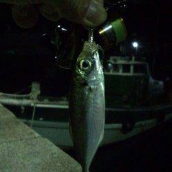 有田周辺～下津の常夜灯でのアジング釣行！