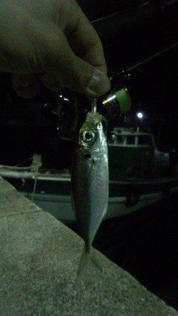 有田周辺～下津の常夜灯でのアジング釣行！