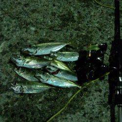 有田周辺～下津の常夜灯でのアジング釣行！