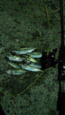 有田周辺～下津の常夜灯でのアジング釣行！