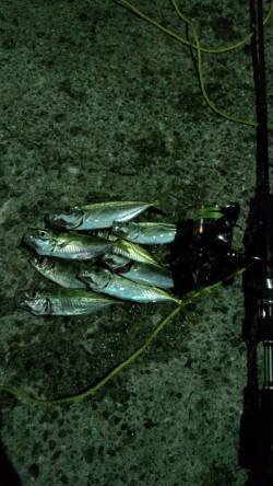 有田周辺～下津の常夜灯でのアジング釣行！