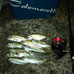 牛ヶ首周辺でのアジング釣果