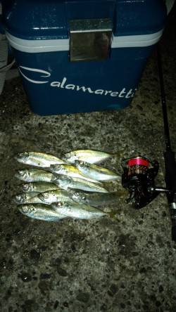 牛ヶ首周辺でのアジング釣果