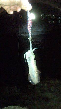 仕事帰りの1時間、冷水港でエギング　