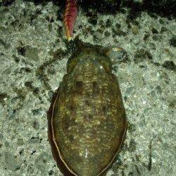 北風爆風の中底を這わせてコウイカゲット！ 和歌山マリーナシティ