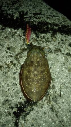 北風爆風の中底を這わせてコウイカゲット！ …