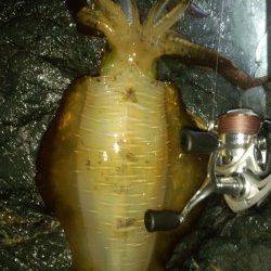 初島漁港でのナイトエギング　キロは届かずも845gの良型のアオリイカも