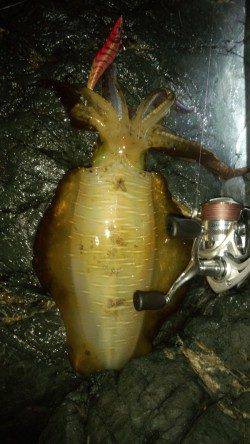 初島漁港でのナイトエギング　キロは届かずも845gの良型のアオリイカも