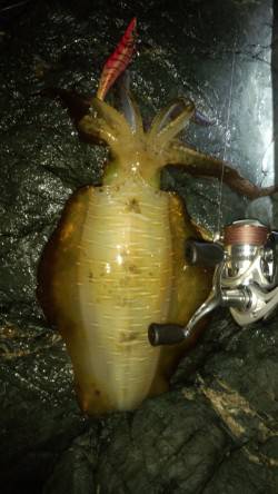 初島漁港でのナイトエギング　キロは届かずも…