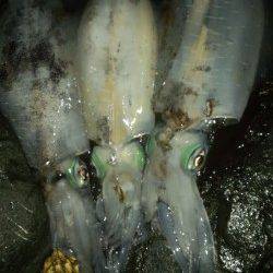 初島漁港でのナイトエギング　キロは届かずも845gの良型のアオリイカも