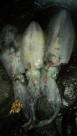 初島漁港でのナイトエギング　キロは届かずも845gの良型のアオリイカも