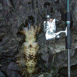 イカを求めてエギング釣行、串本のポテンシャルはすごかった!