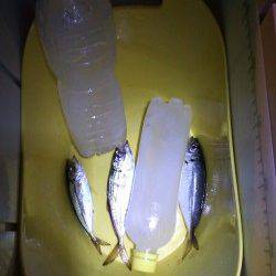 北公園にてサビキ釣り　ポツポツですがなかなかのサイズです