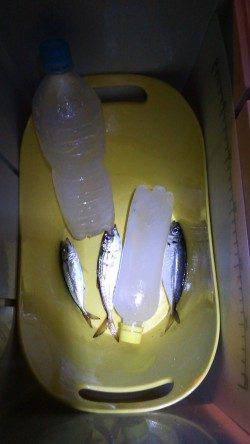 北公園にてサビキ釣り　ポツポツですがなかなかのサイズです