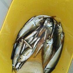 南芦屋浜のサビキでアジ・イワシ