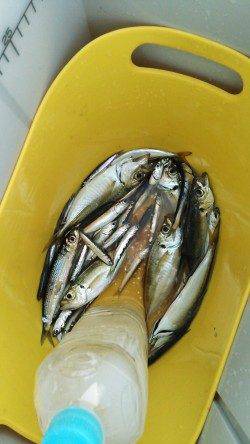 南芦屋浜のサビキでアジ・イワシ