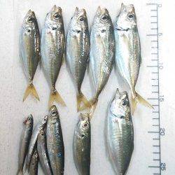 南芦屋浜のサビキでアジ・イワシ