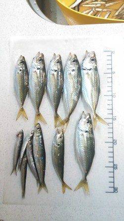南芦屋浜のサビキでアジ・イワシ