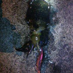 カンパリポイントでGETしたエギで上げました♪