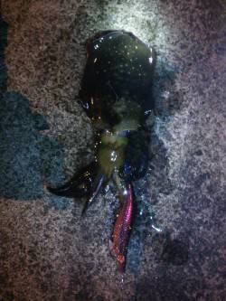 カンパリポイントでGETしたエギで上げまし…