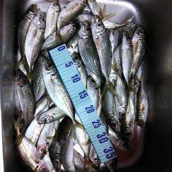 久美浜　ジグサビキでアジ〜25cm＆セイゴ！