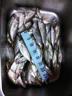 久美浜　ジグサビキでアジ〜25cm＆セイゴ！