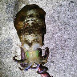 久美浜　肌寒い中でのエギングでアオリイカ狙い　墨族カンパリレッド使用