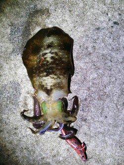 久美浜　肌寒い中でのエギングでアオリイカ狙い　墨族カンパリレッド使用