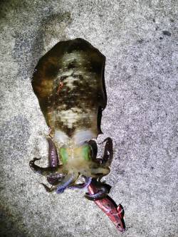 久美浜　肌寒い中でのエギングでアオリイカ狙…