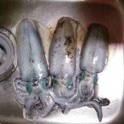 久美浜　肌寒い中でのエギングでアオリイカ狙い　墨族カンパリレッド使用