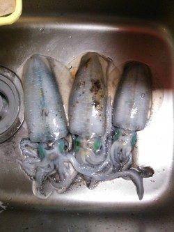 久美浜　肌寒い中でのエギングでアオリイカ狙い　墨族カンパリレッド使用