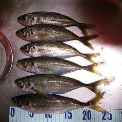 久美浜　ジグサビキでのアジ狙い　今日も野良猫にオスソワケ