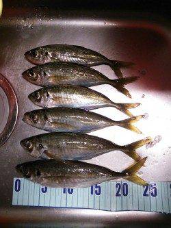 久美浜　ジグサビキでのアジ狙い　今日も野良猫にオスソワケ