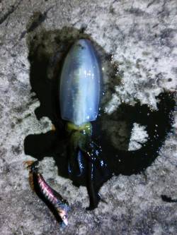 久美浜　エギングでアオリイカ☆渋さと寒さで…