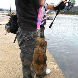 竹野新波止でエギング、到着後すぐ見えイカの姿も♪