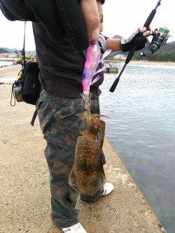 竹野新波止でエギング、到着後すぐ見えイカの姿も♪