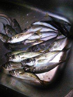 ジグサビキでのアジ良型が連続ヒット(*´∀`)♪