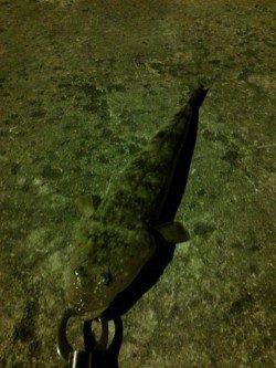 ジグサビキでアジ・セイゴ・マゴチをGET♪