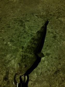 ジグサビキでアジ・セイゴ・マゴチをGET♪…