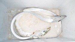 【風が強めでした】南塩谷、バイブレーションで太刀魚2匹