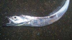 南塩谷、お子さんと一緒にタチウオ釣行