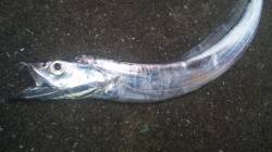 南塩谷、お子さんと一緒にタチウオ釣行