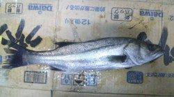 濱ノ瀬漁港でシーバスゲーム、立派なヒラスズキも！