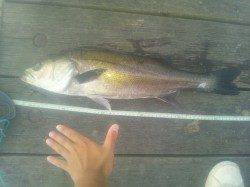 舞洲に太刀魚釣りに行ってきました