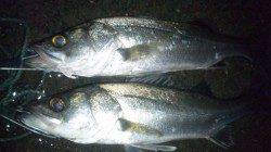 濱ノ瀬漁港でシーバスゲーム、ヒットカラーはホワイト・イワシ