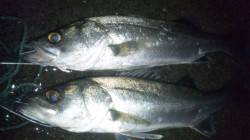 濱ノ瀬漁港でシーバスゲーム、ヒットカラーは…