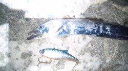 【風が強めでした】南塩谷、バイブレーションで太刀魚2匹