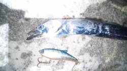 【風が強めでした】南塩谷、バイブレーション…